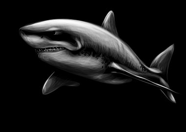Shark Sketching