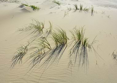 Beach grass