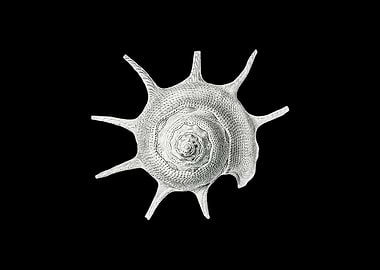 Vintage shell marine life