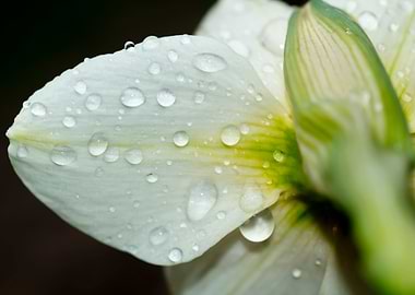 Flower petal with droplets