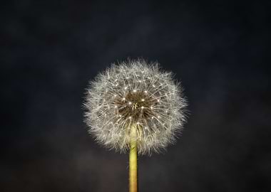 Dandelion