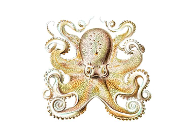 Vintage octopus
