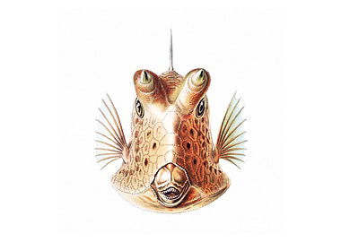 Vintage fish illustration