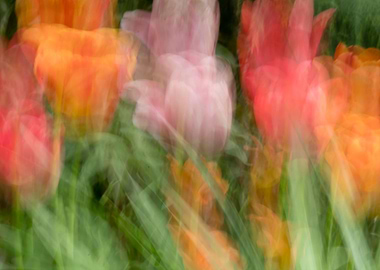 Abstract tulips flowerbed