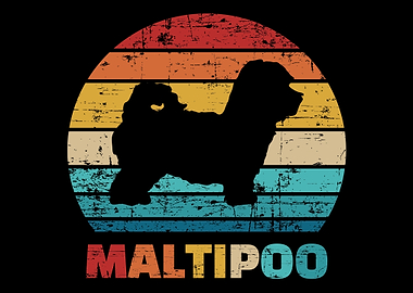 Maltipoo