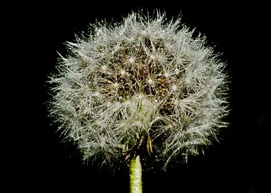 Dandelion seed head