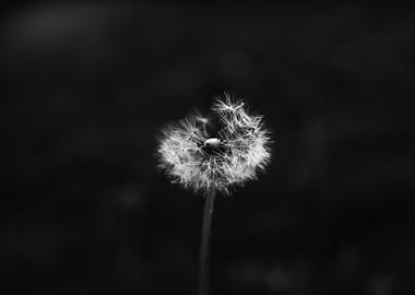 Black and White Dandelion