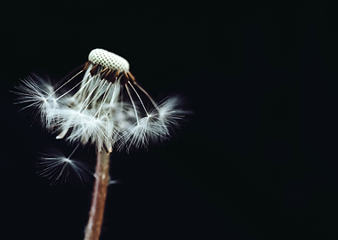 Black and White Dandelion