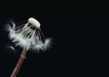 Black and White Dandelion