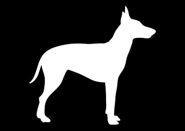 Manchester Terrier