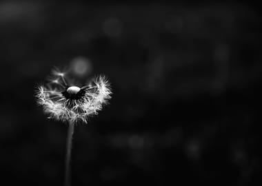 Black and White Dandelion