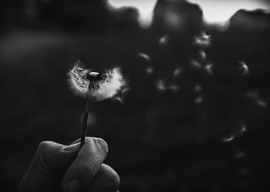 Black and White Dandelion