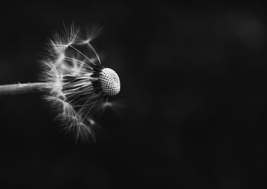 Black and White Dandelion