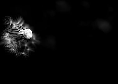 Black and White Dandelion