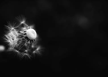 Black and White Dandelion