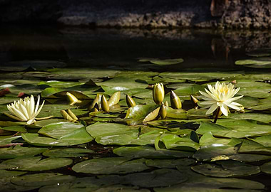 Water lily flower
