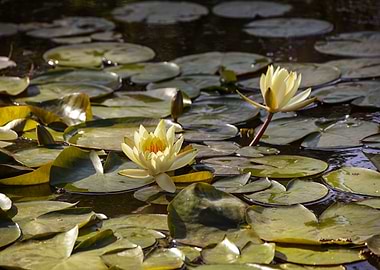 Water lily flower