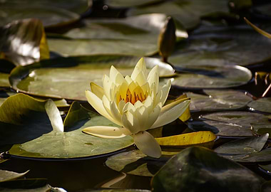 Water lily lotus