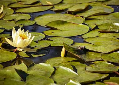 Water lily lotus