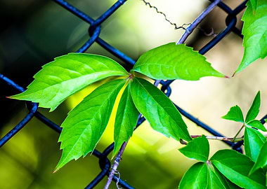 leaf on the cage