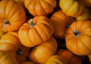 fall pumpkins