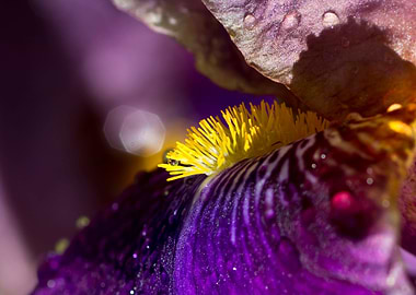 Artistic purple iris