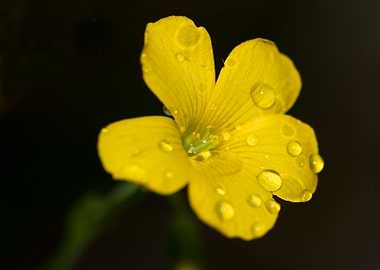 Yellow flower and droplets