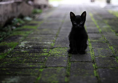 Black cat