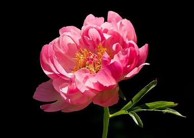 Pink peony on black