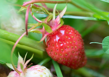 Strawberry garden