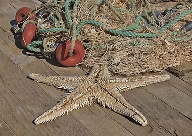 Starfish