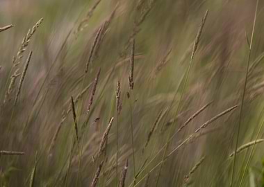 Prairie grass in the wind