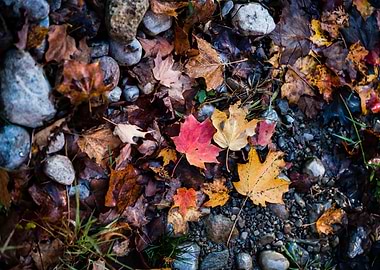Fall colour maple leaves