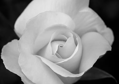 Rose in black and white