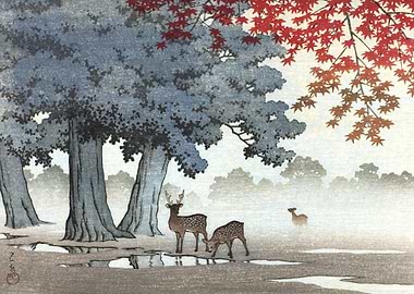 Deer At Nara Park