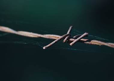 Barbed wire