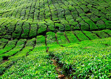 Tea plantations