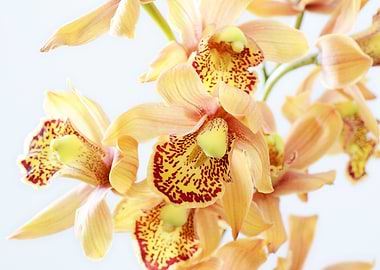 Yellow Orchids Paint