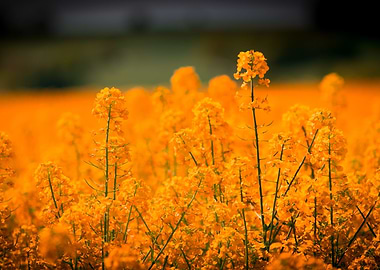 Orange Oilseed Rape Field