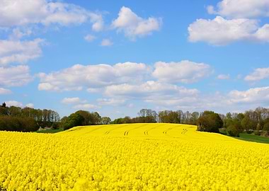 Oilseed Rape Field