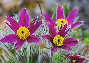 Pasqueflower