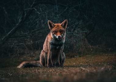 Fox