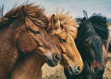 Horses