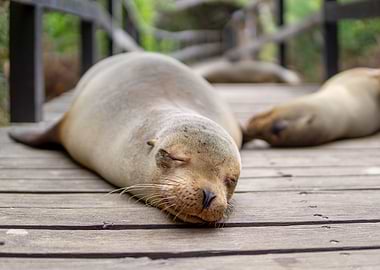 Tired Galapagos Sea Lions