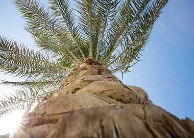 Palm Tree
