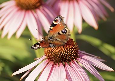 Peacock Butterfly