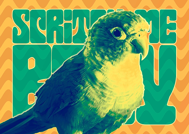 Scritch Me Baby Conure