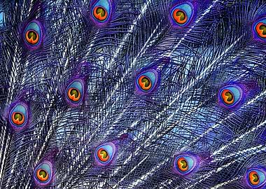 Purple Peacock Feathers