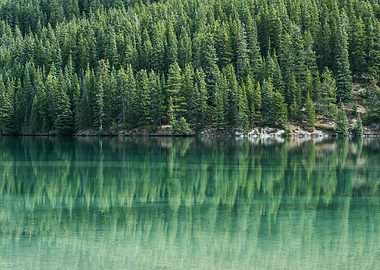 Pine Trees Landscape
