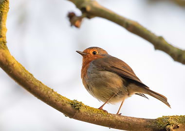 Robin Red Breast in Tree
